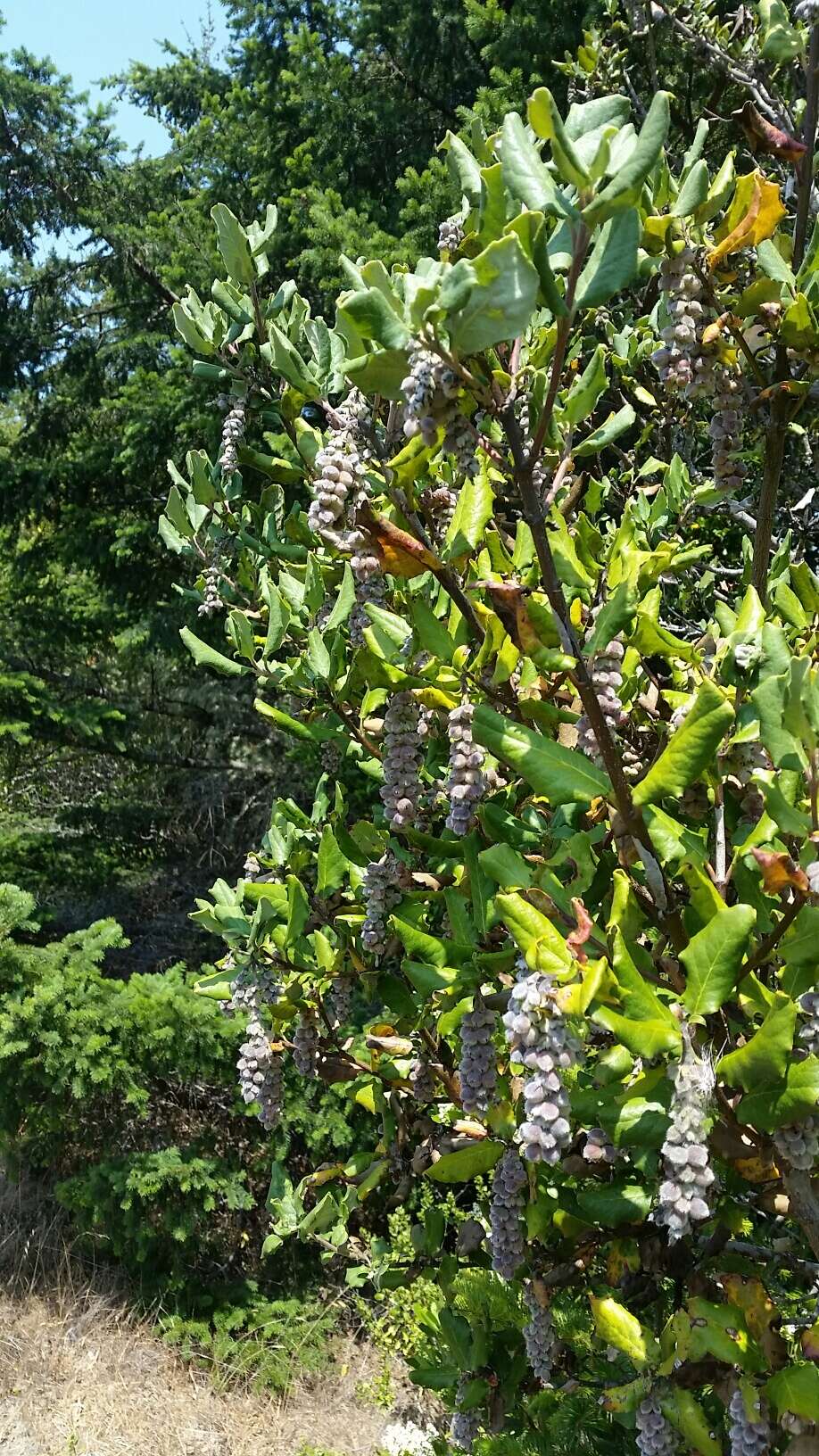 Image de Garrya elliptica Douglas ex Lindl.