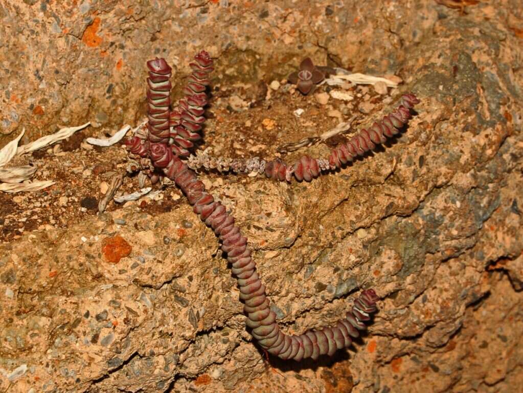 Image of Concertina plant