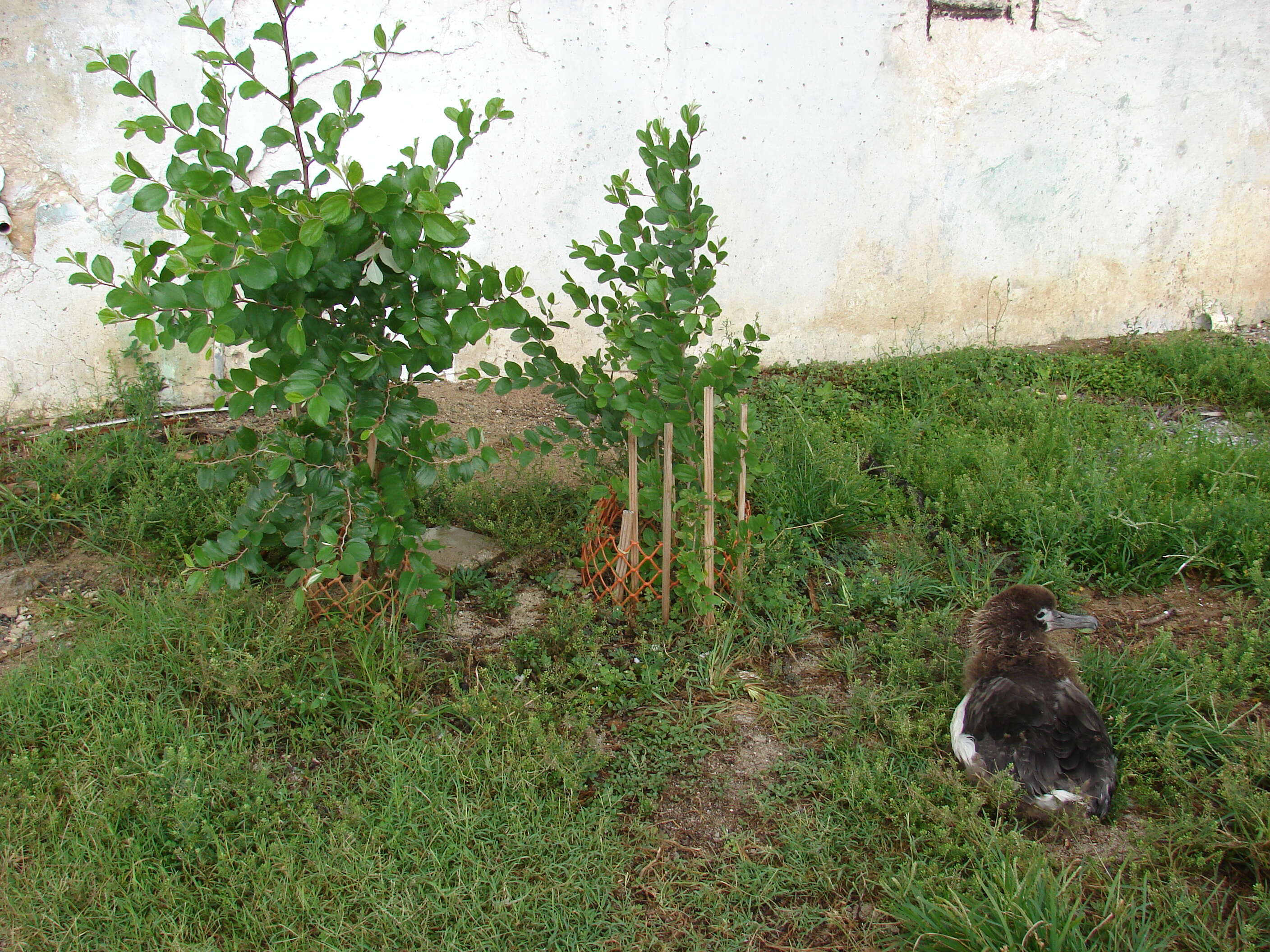 Image of Indian Jujube