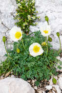 Imagem de Papaver alpinum L.