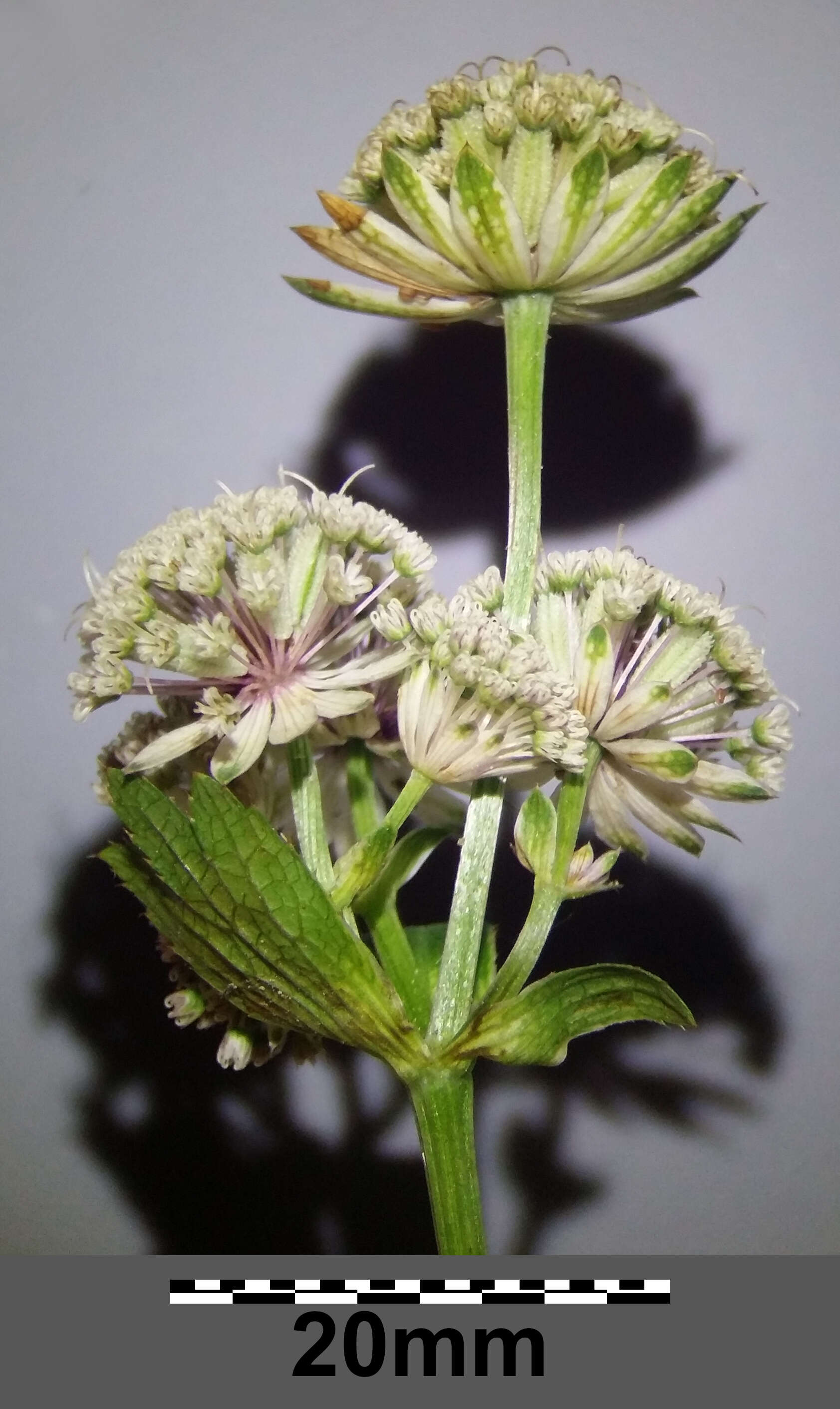 Imagem de Astrantia major L.