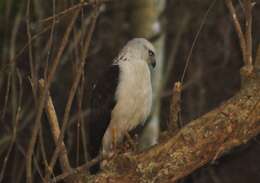 Image of Mantled Hawk