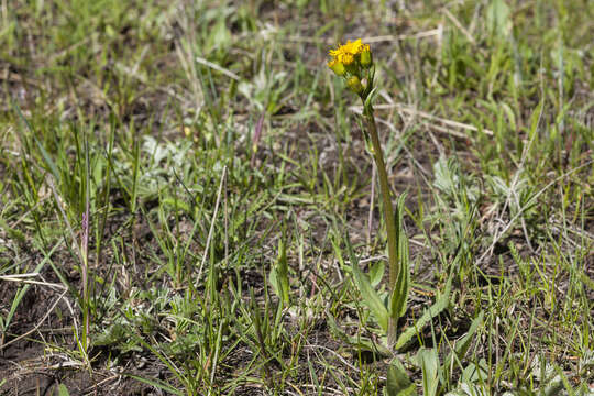 Image of lambstongue ragwort