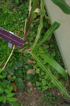 Image of diploperennial teosinte