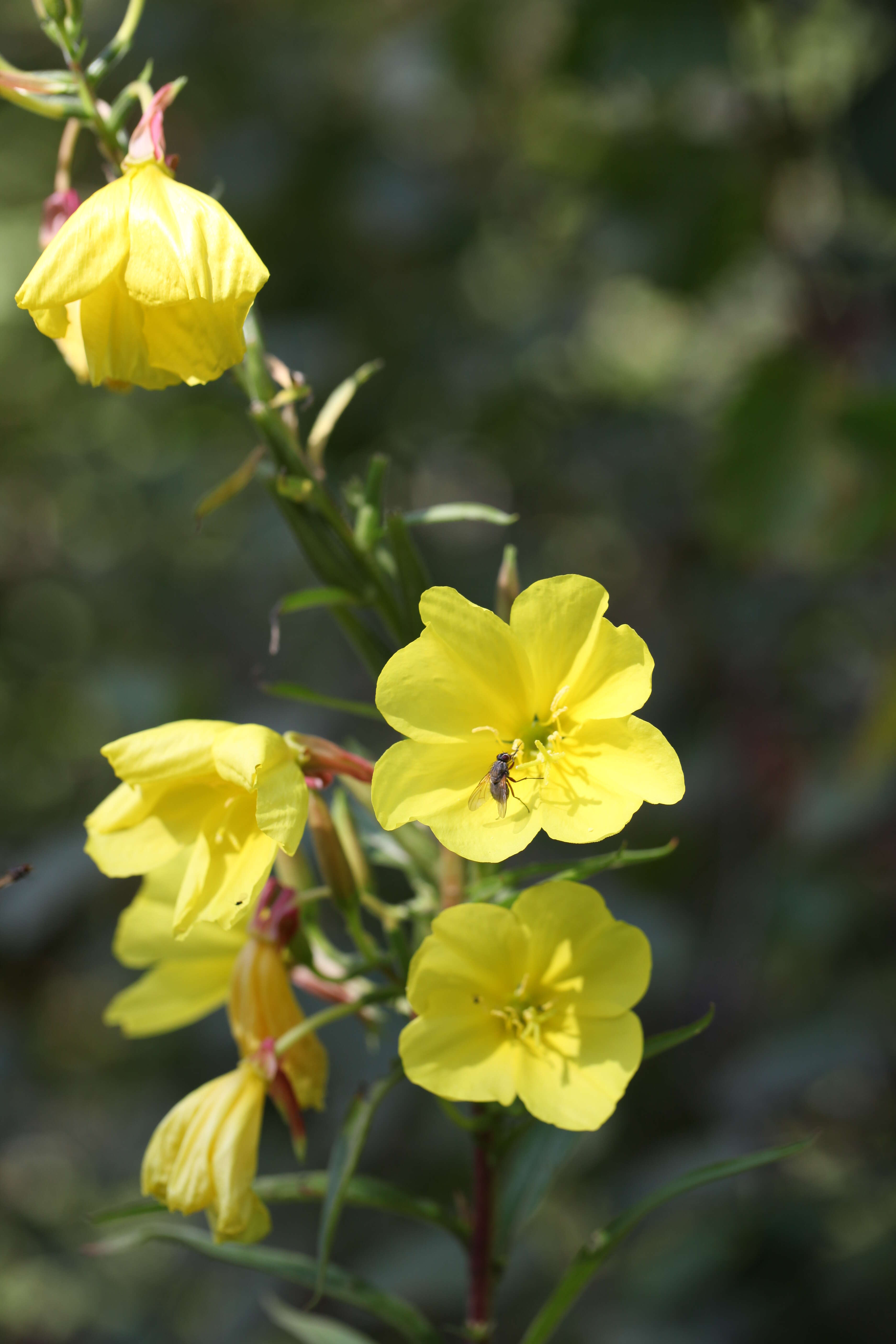 Imagem de Oenothera biennis L.