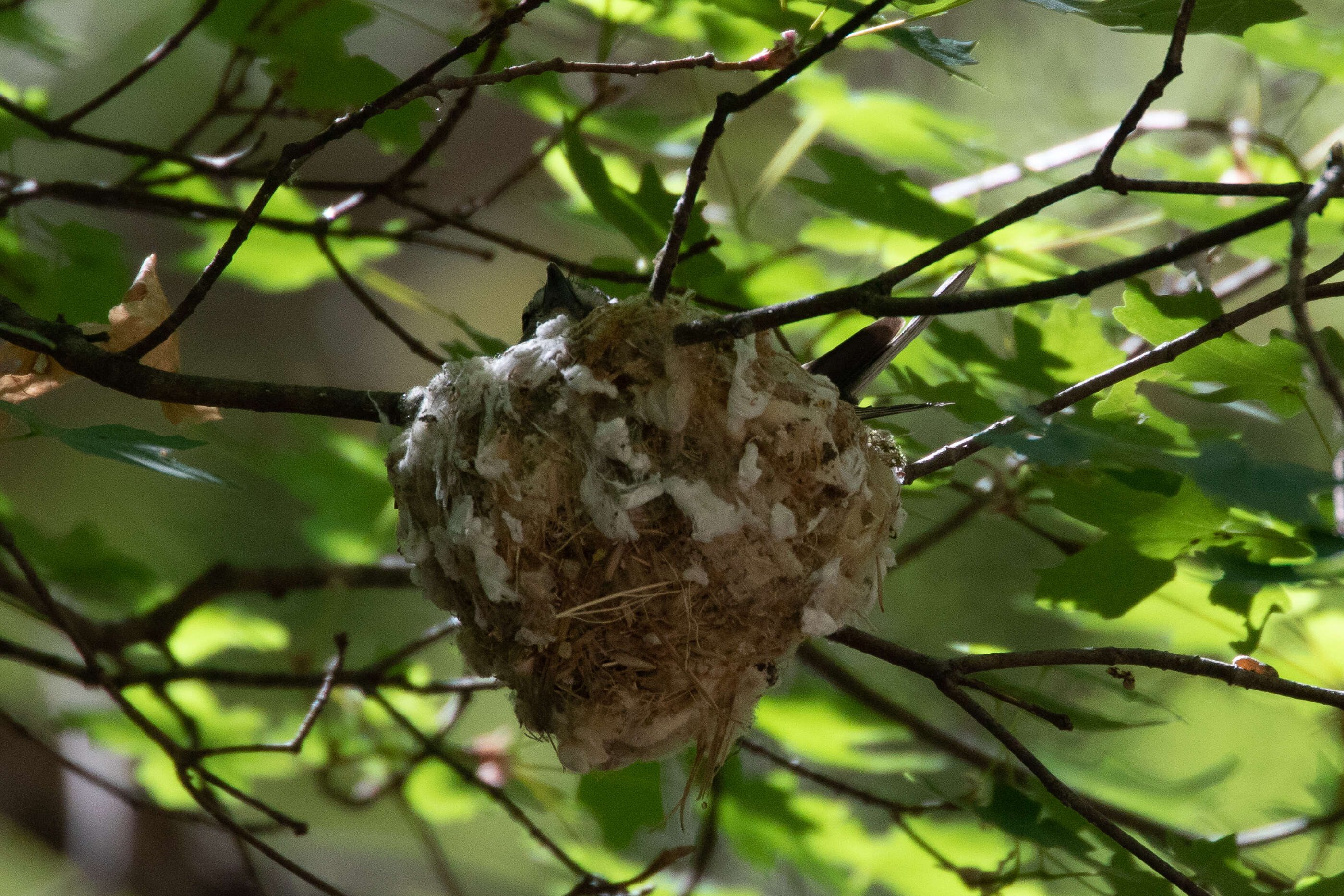 Image of Plumbeous Vireo