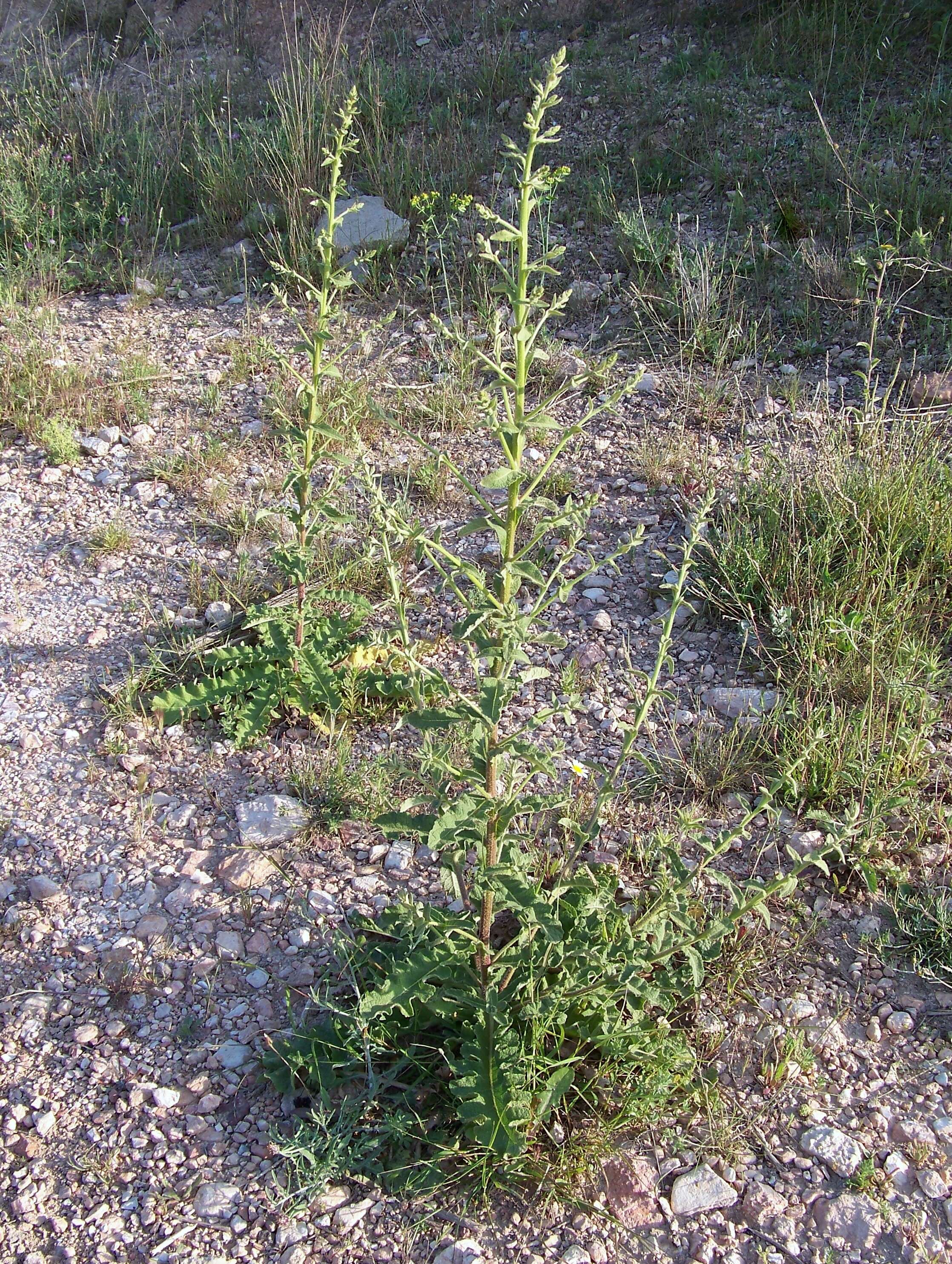 Image of wavyleaf mullein