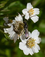 Image of Sneezeweed