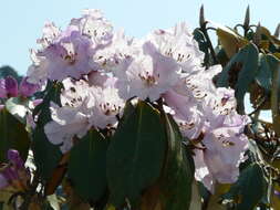 Imagem de Rhododendron wallichii Hook. fil.