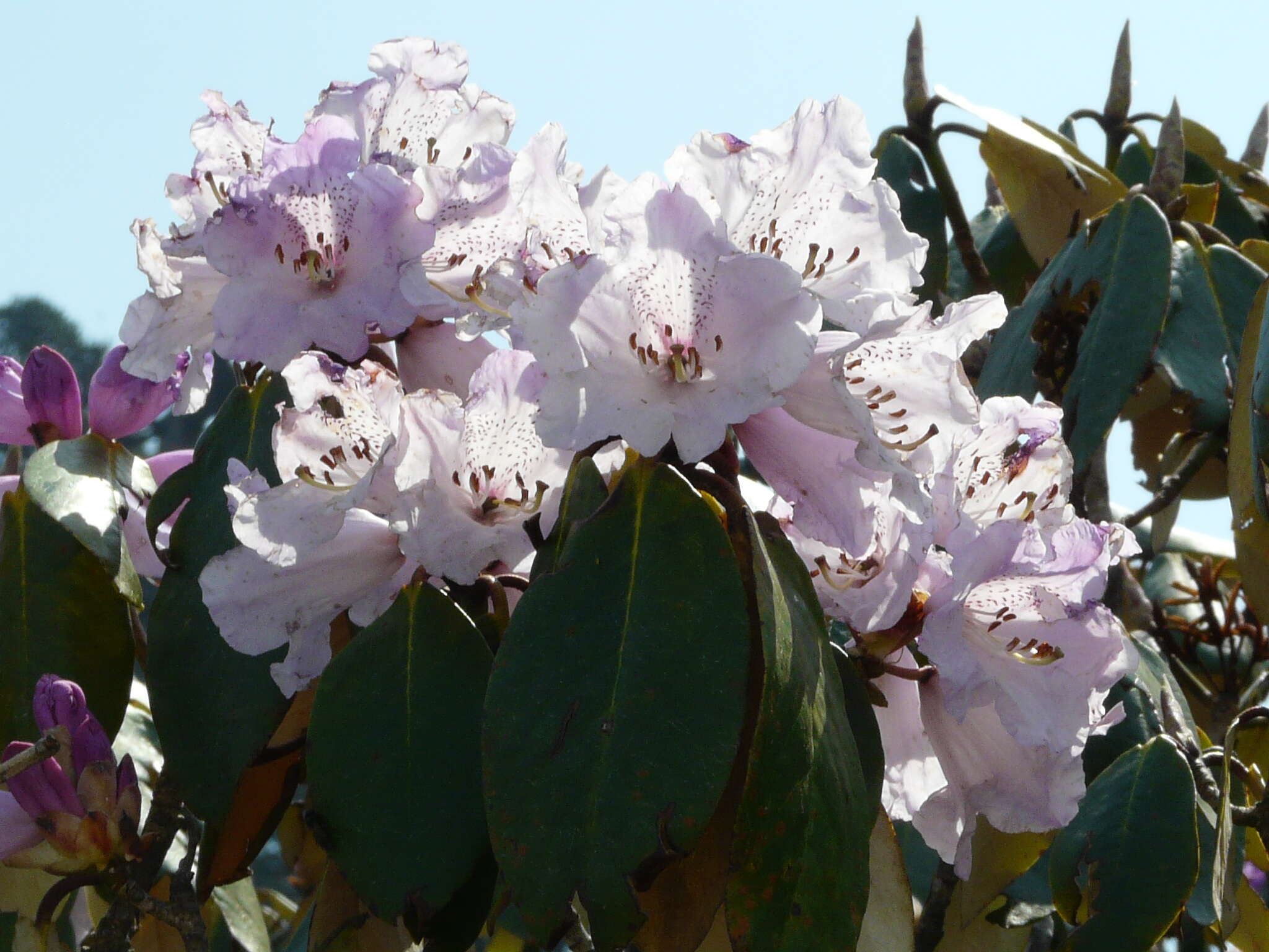 صورة Rhododendron wallichii Hook. fil.