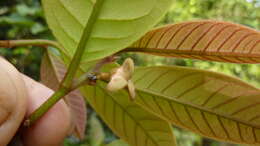 Image of Annona sylvatica A. St.-Hil.