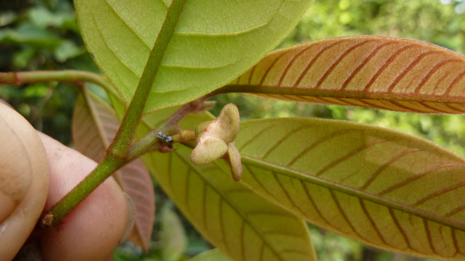 Image of Annona sylvatica A. St.-Hil.