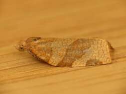 Image of barred fruit-tree tortrix