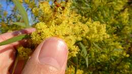 Image of red-leaf wattle