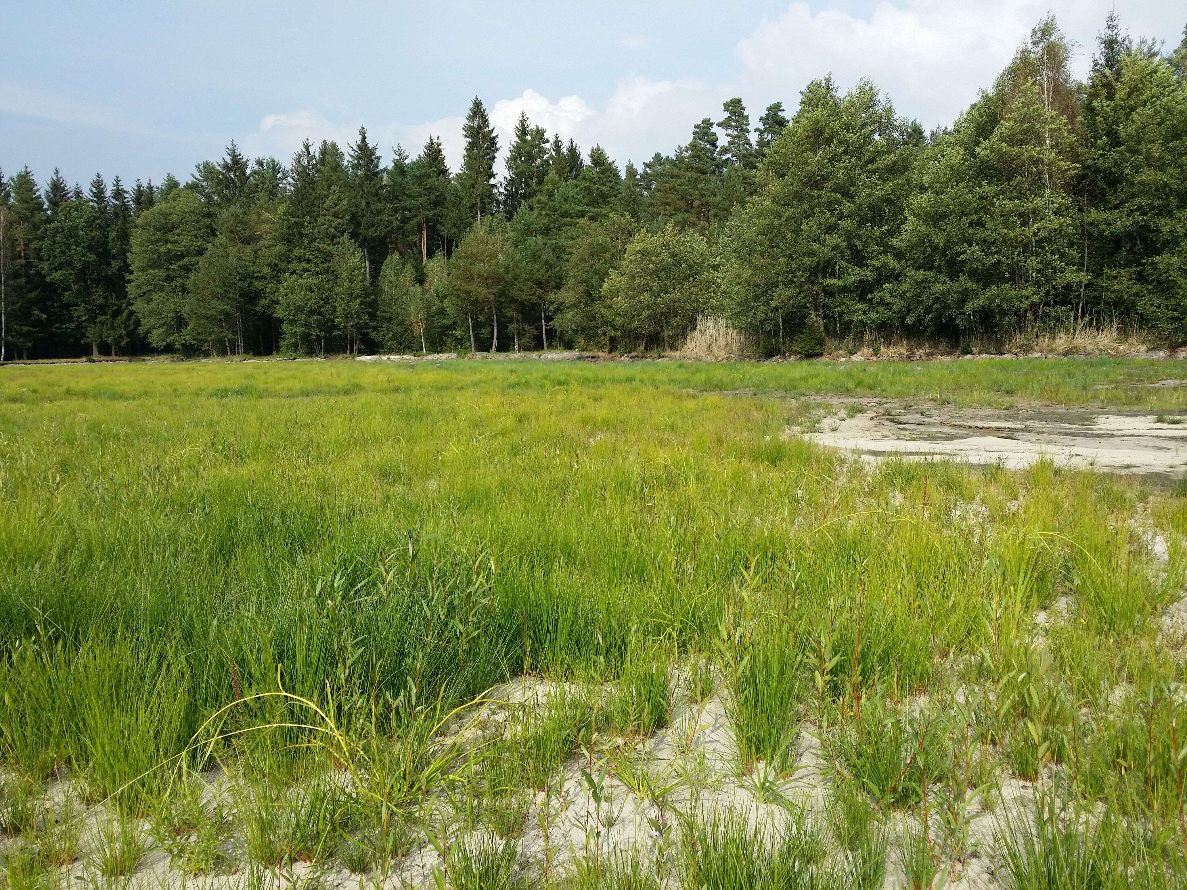 Image of Scirpus radicans Schkuhr