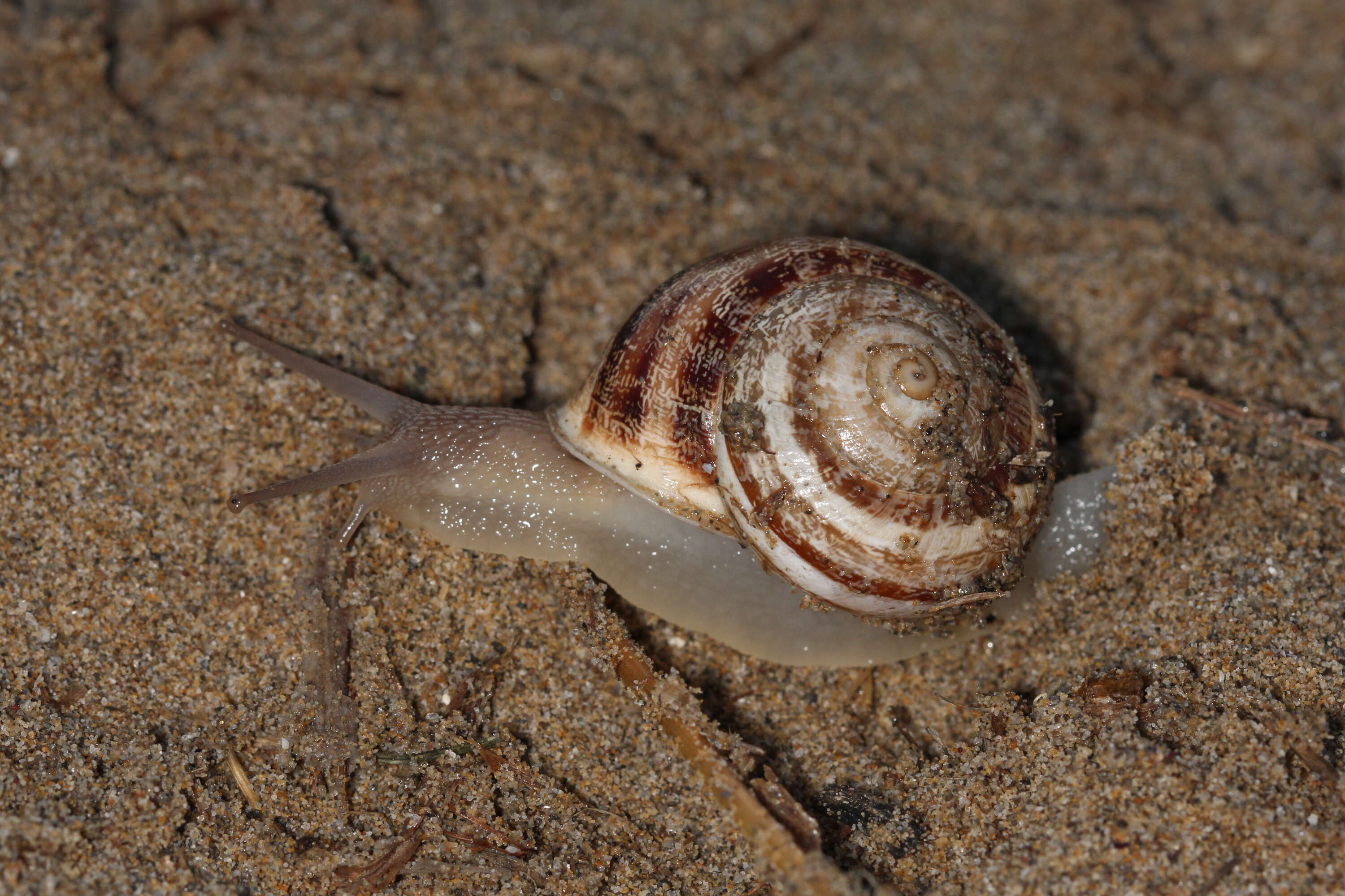 Image of Eobania vermiculata