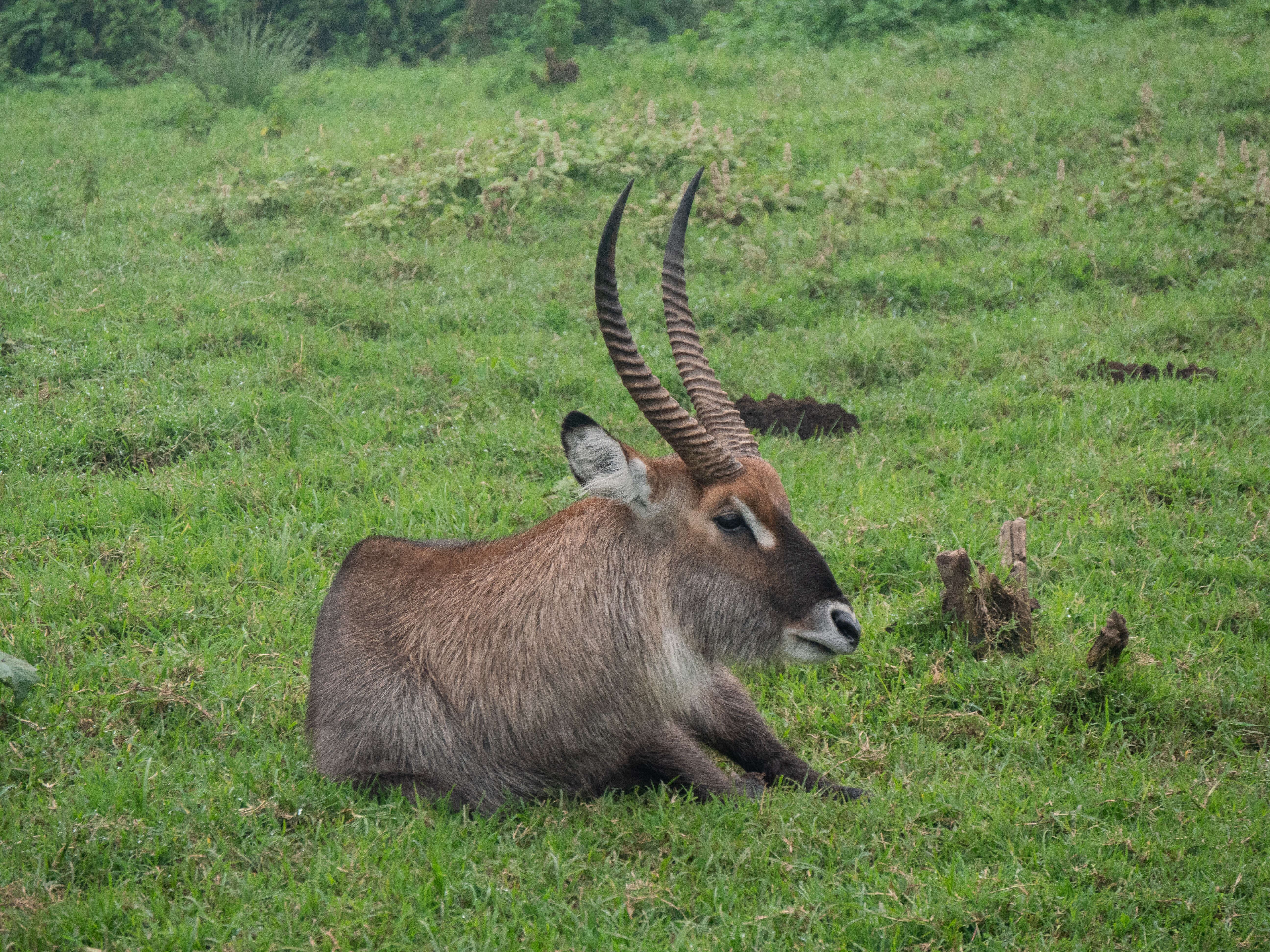 Image de Reduncinae