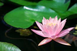 Image of waterlilies