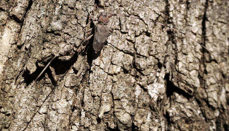 Image of Timberman beetle