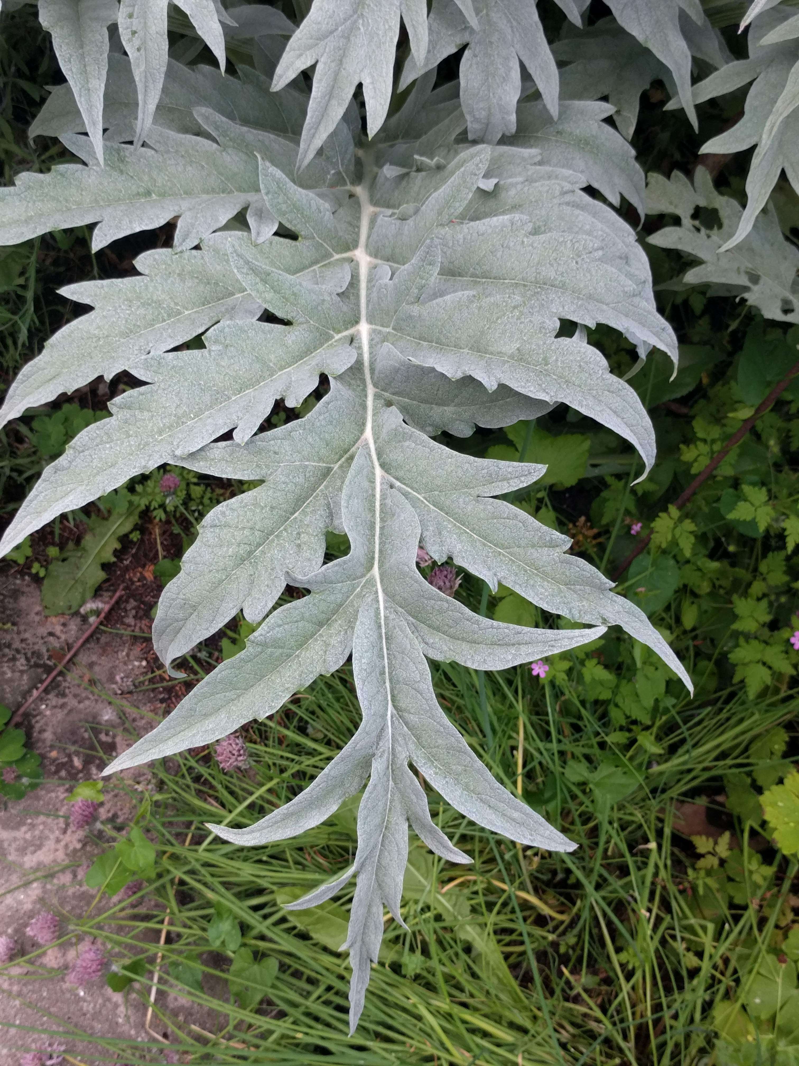 Image of cardoon