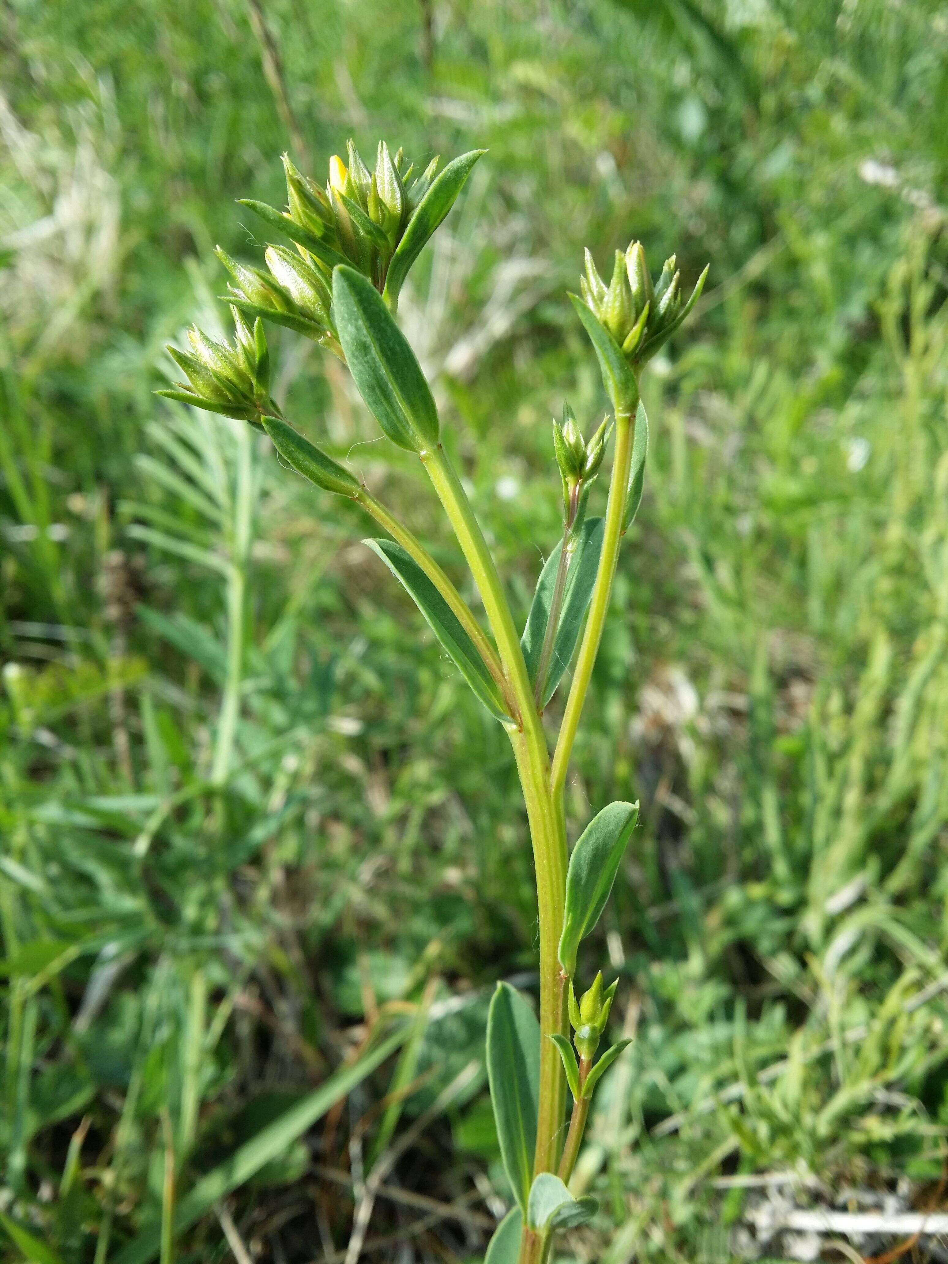 Image of golden flax