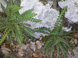 Plancia ëd Asplenium ceterach L.