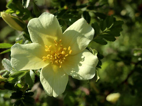 Image de Rosa primula Boulenger