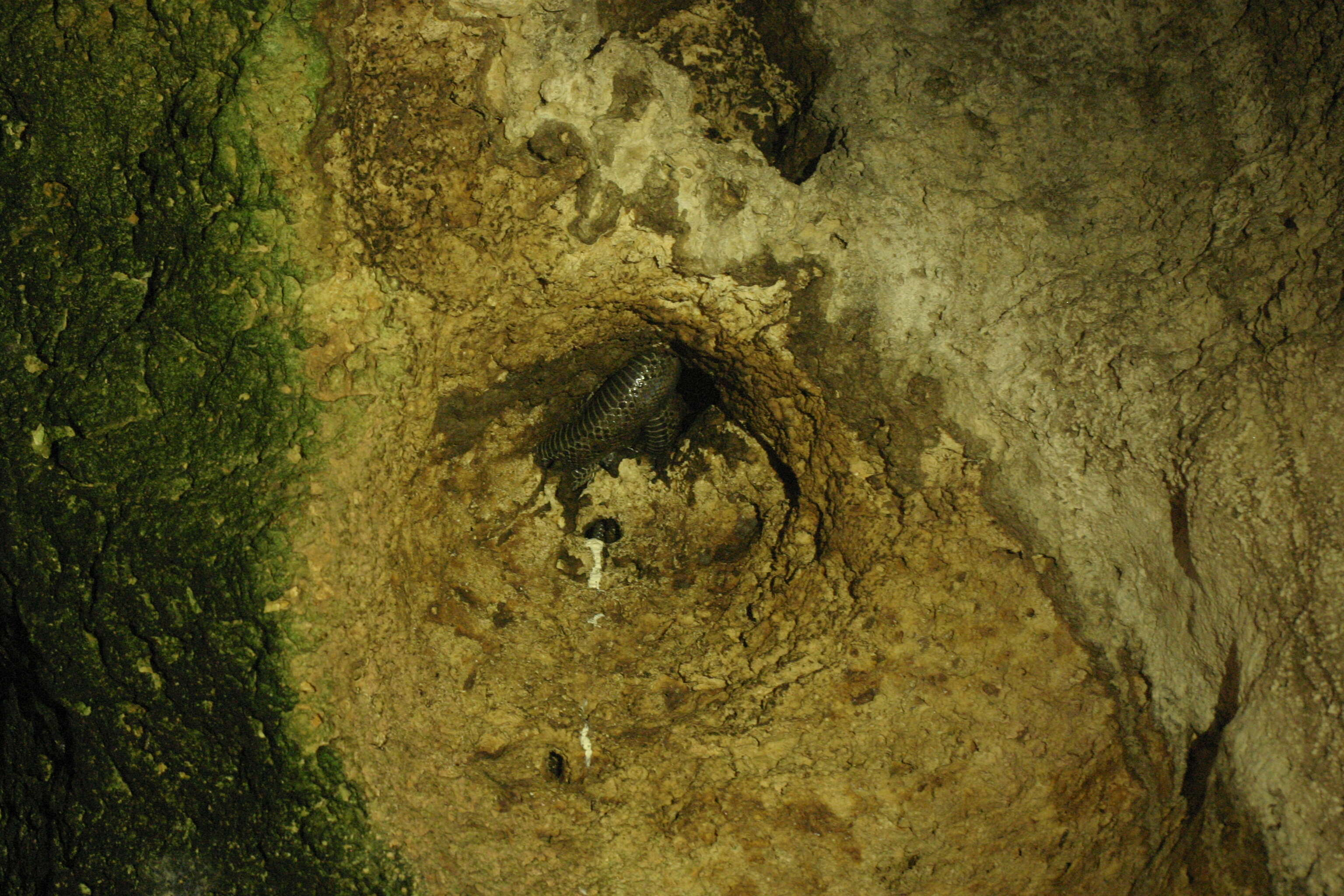 Image of Puerto Rican Boa