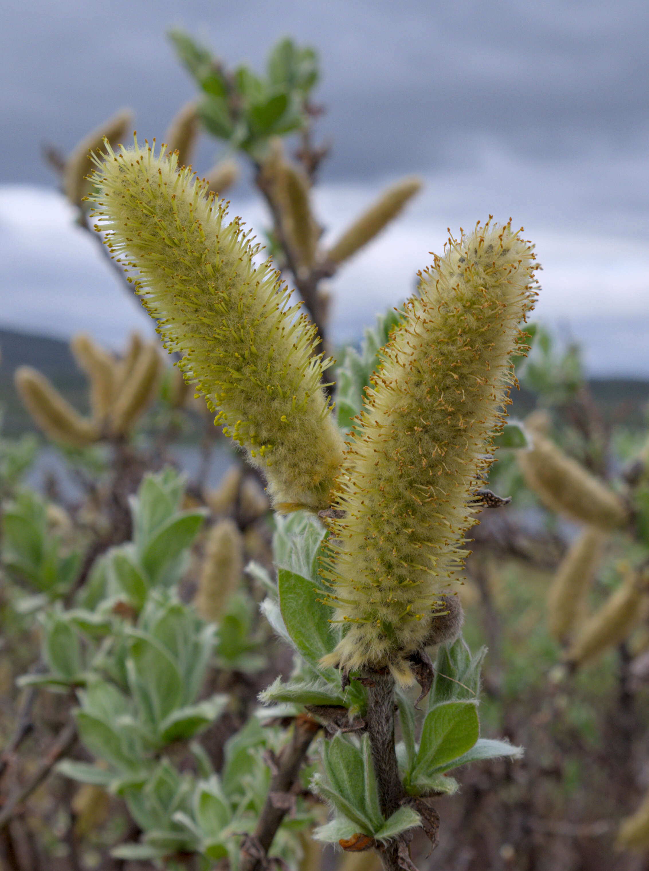 Imagem de Salix hastata L.