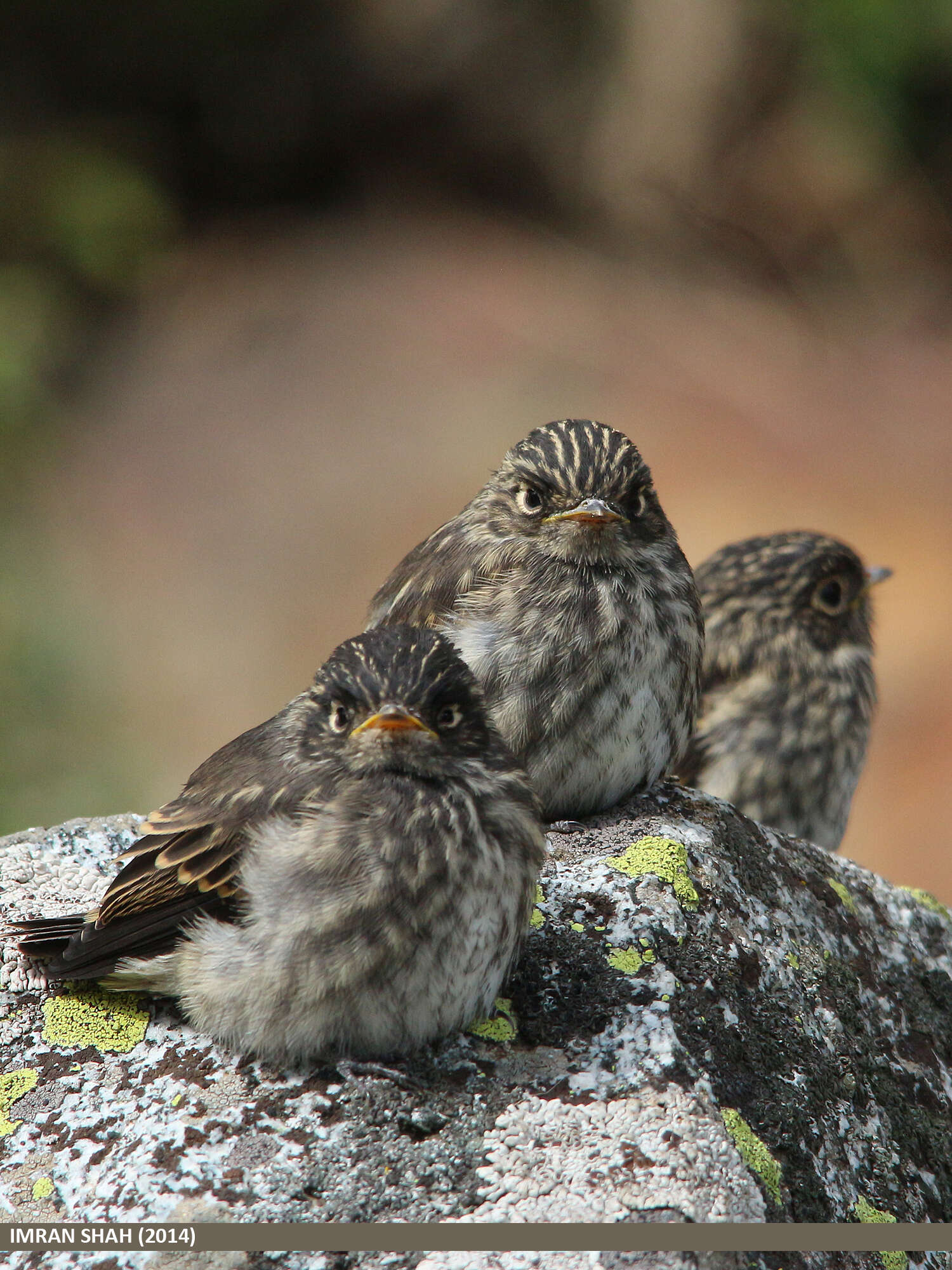 Image of Dark-sided Flycatcher