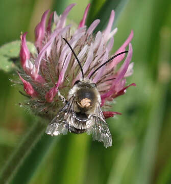 Image de Eucera Scopoli 1770