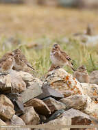 Image of Asian Crimson-winged Finch