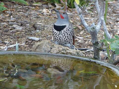 Image of Northern Flicker