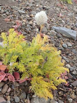 Image of white pasqueflower