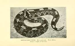 Image of Rhinoceros Viper