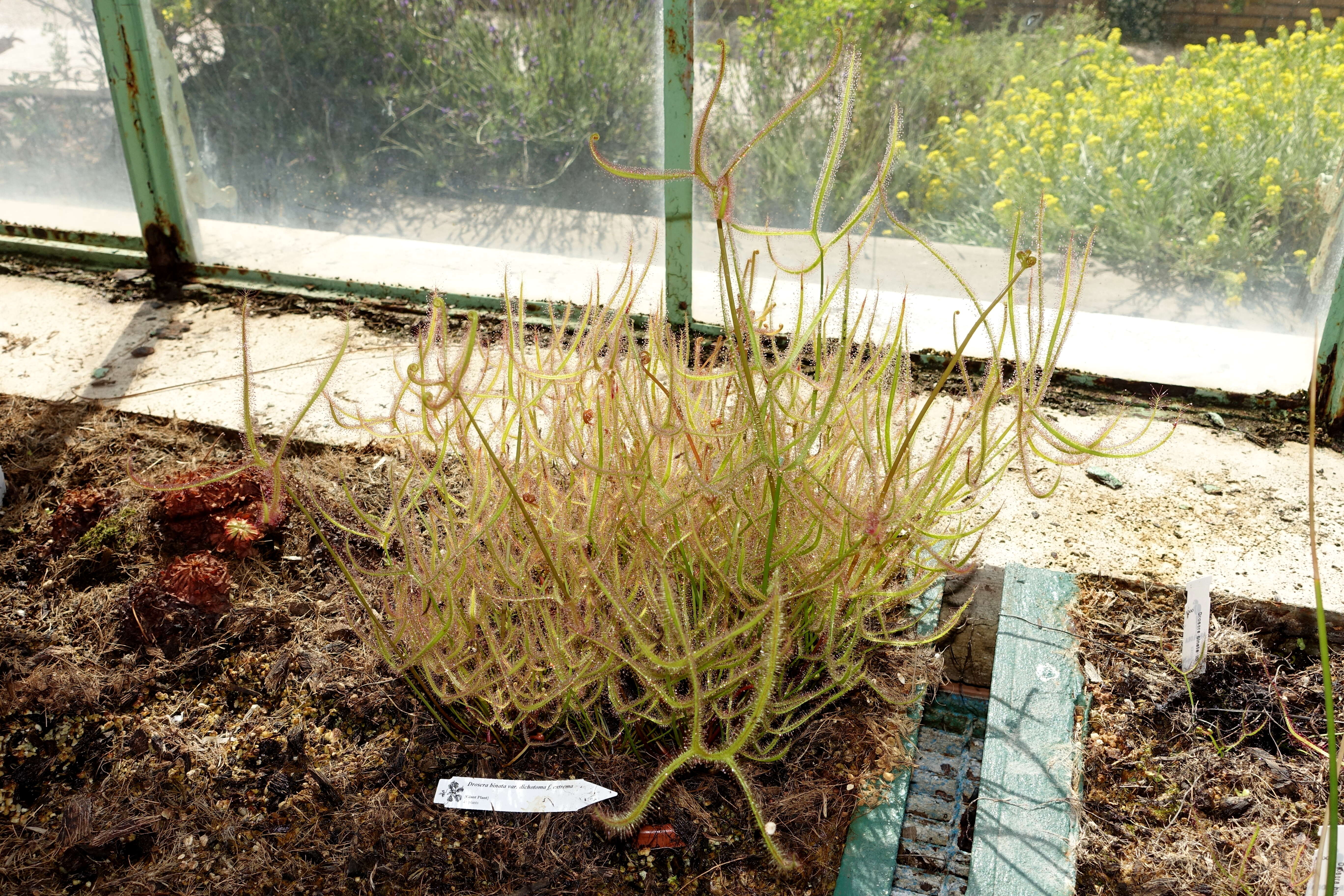 Image of Drosera binata Labill.