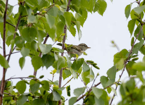 Image of Grey-legged Leaf-Warbler