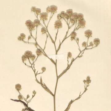 Image of Symphyotrichum graminifolium (Spreng.) G. L. Nesom