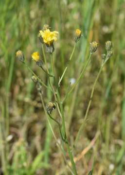 Image of narrowleaf hawksbeard