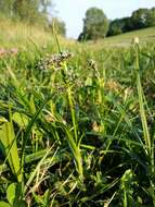 Слика од Scirpus sylvaticus L.