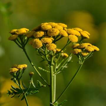 Plancia ëd Tanacetum vulgare L.