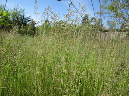 Image of Smooth Meadow-grass