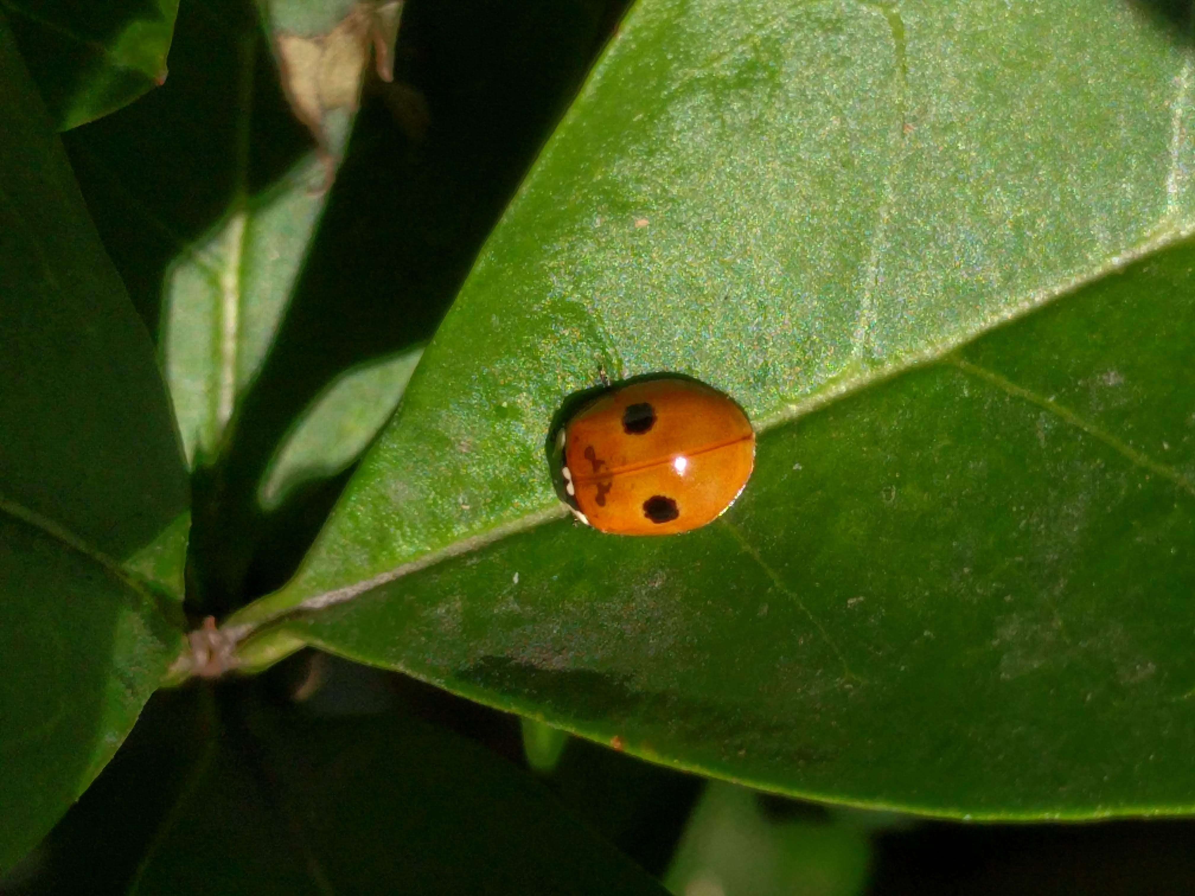 Plancia ëd Adalia bipunctata (Linnaeus 1758)