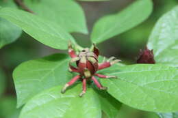 Image de Calycanthus floridus L.