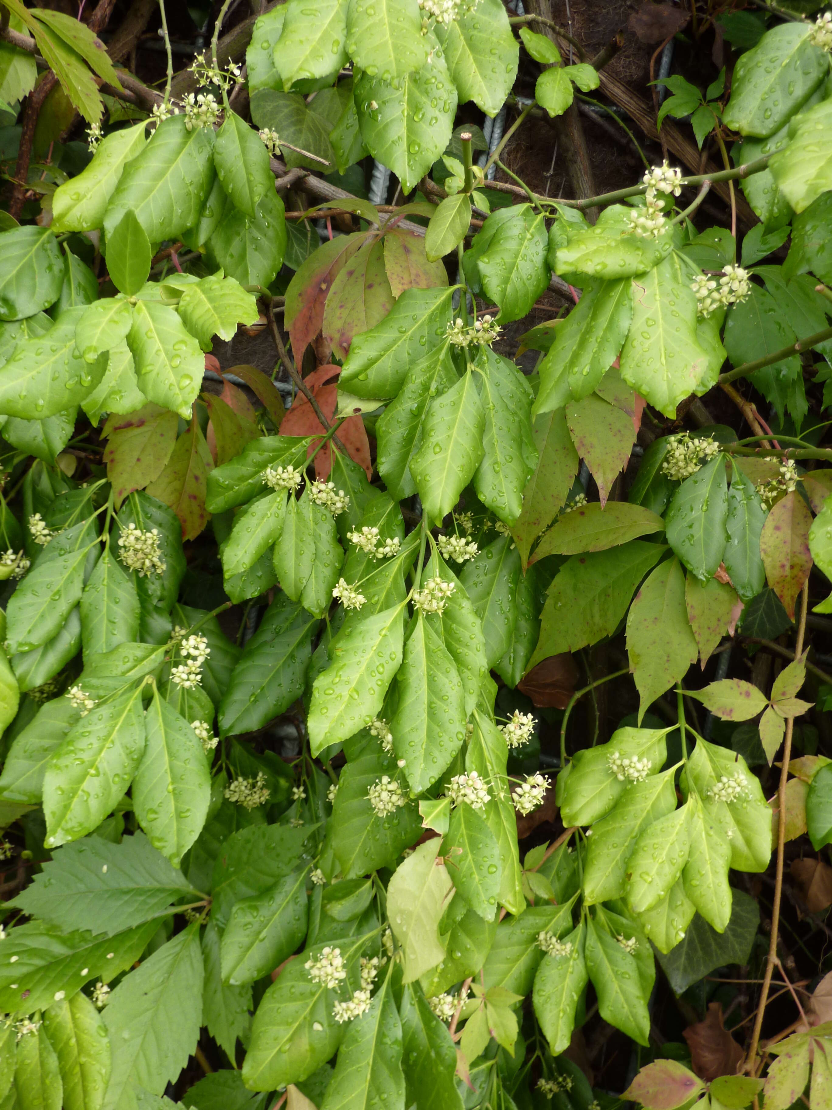 Image of Fortune's Spindle