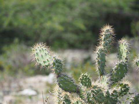 Image of Opuntia caracassana Salm-Dyck