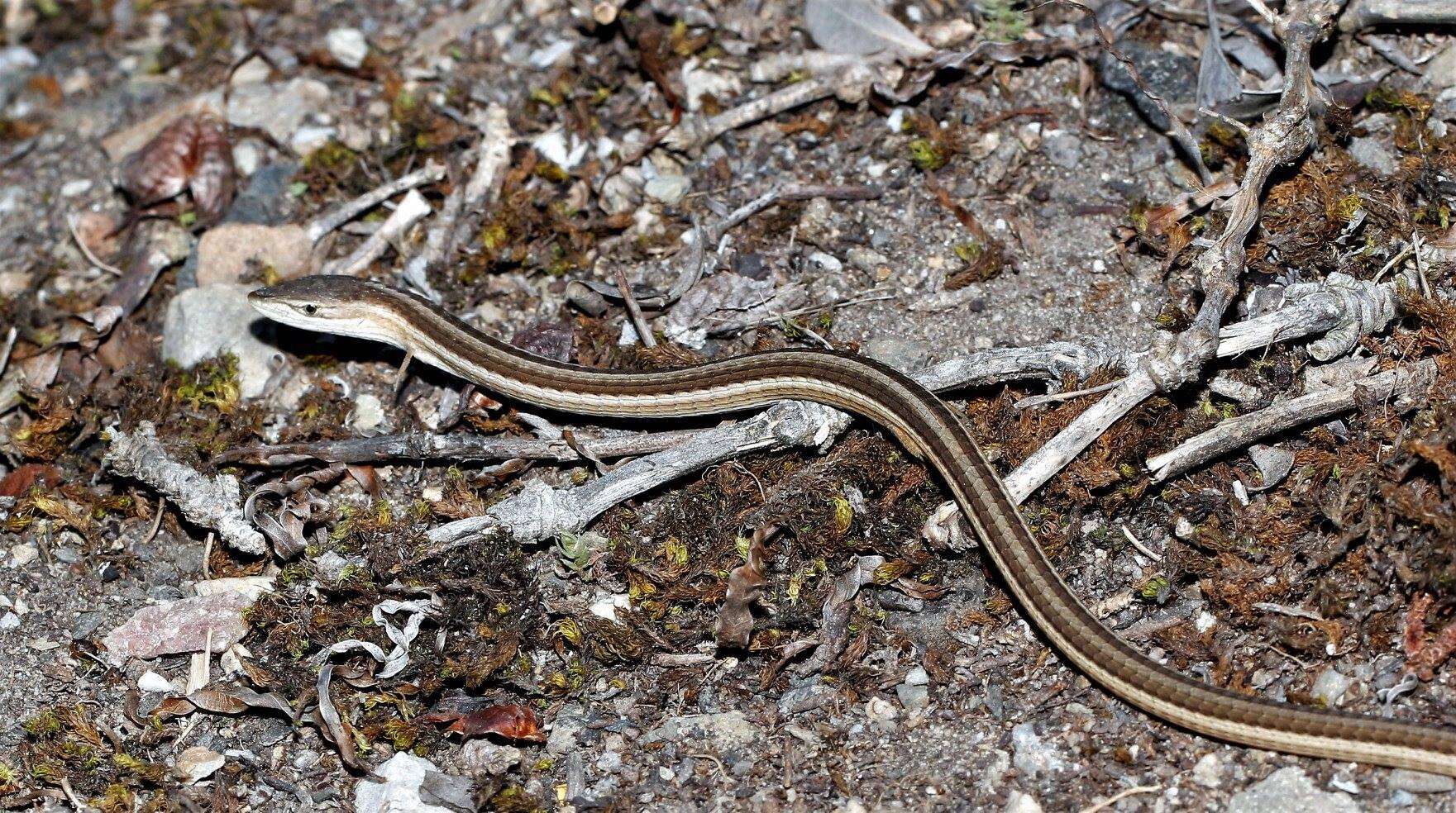 Image of Cape grass lizard