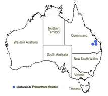 Image of Prostanthera oleoides T. C. Wilson & B. J. Conn