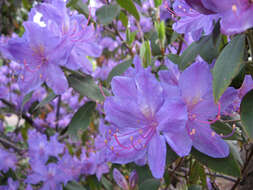 صورة Rhododendron augustinii Hemsl.