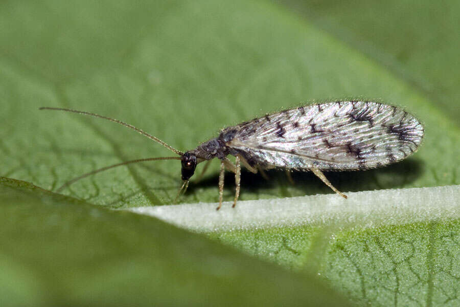 Image of Brown lacewing